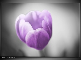 Foto canvas schilderij Tulp | Paars, Grijs, Wit