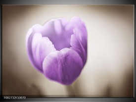 Foto canvas schilderij Tulp | Paars, Grijs, Wit