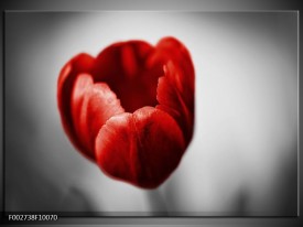 Foto canvas schilderij Tulp | Rood, Wit, Grijs