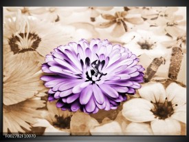 Foto canvas schilderij Bloem | Paars, Bruin