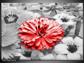Foto canvas schilderij Gerbera | Grijs, Rood
