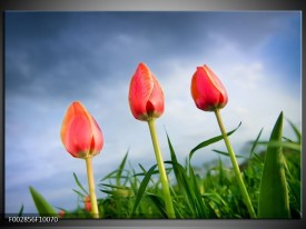 Glas schilderij Tulpen | Rood, Blauw, Groen