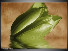 Foto canvas schilderij Tulpen | Groen, Bruin