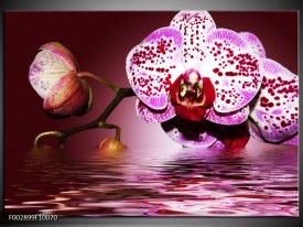 Glas schilderij Orchidee | Paars, Roze, Rood