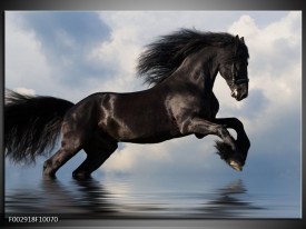 Foto canvas schilderij Paard | Zwart, Blauw, Wit