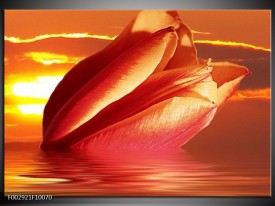 Glas schilderij Tulpen | Rood, Oranje, Geel