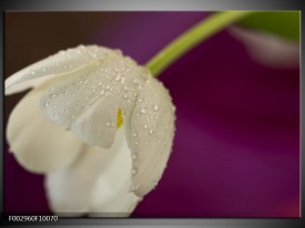 Foto canvas schilderij Tulpen | Wit, Paars
