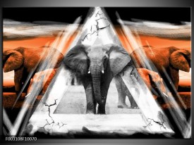 Glas schilderij Olifant | Oranje, Wit, Grijs