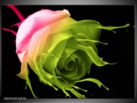 Foto canvas schilderij Roos | Roze, Groen, Zwart