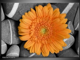 Foto canvas schilderij Bloem | Oranje, Grijs