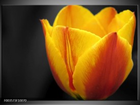 Glas schilderij Tulp | Geel, Oranje, Zwart