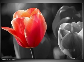 Foto canvas schilderij Tulp | Rood, Grijs, Wit