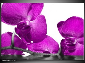 Glas schilderij Orchidee | Paars, Wit