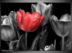 Foto canvas schilderij Tulp | Rood, Grijs, Zwart