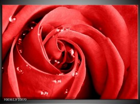 Foto canvas schilderij Roos | Rood, Wit