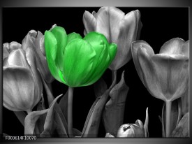 Foto canvas schilderij Tulp | Groen, Grijs, Zwart