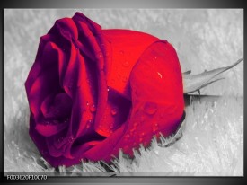 Foto canvas schilderij Roos | Rood, Grijs