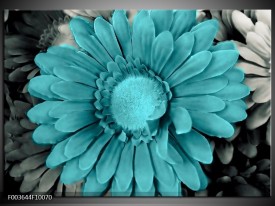 Foto canvas schilderij Gerbera | Blauw, Grijs