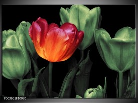 Glas schilderij Tulp | Oranje, Groen, Zwart