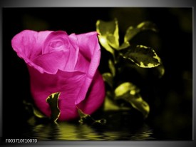 Glas schilderij Roos | Roze, Groen, Zwart