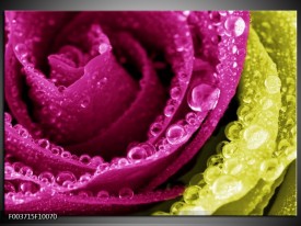 Glas schilderij Paars | Roze, Groen, Wit