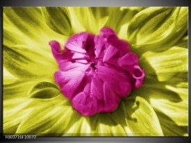 Foto canvas schilderij Macro | Roze, Groen, Wit