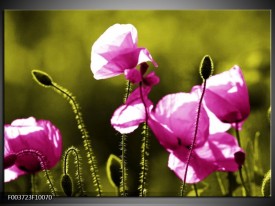 Foto canvas schilderij Klaproos | Roze, Groen, Wit