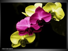 Foto canvas schilderij Orchidee | Roze, Groen, Zwart