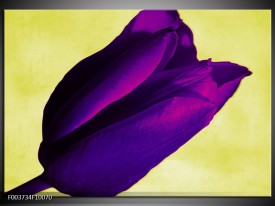 Foto canvas schilderij Tulp | Paars, Groen, Wit