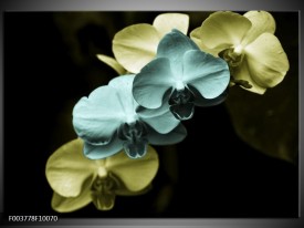 Glas schilderij Orchidee | Blauw, Zwart, Groen