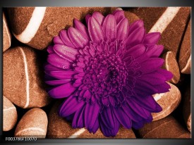 Foto canvas schilderij Bloem | Paars, Bruin, Wit