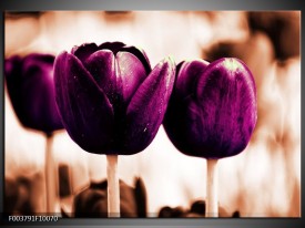 Foto canvas schilderij Tulp | Paars, Bruin, Wit