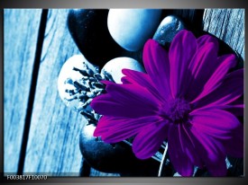 Foto canvas schilderij Bloem | Paars, Blauw, Wit