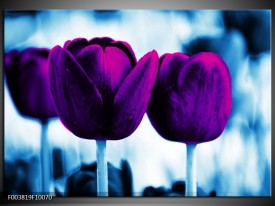 Foto canvas schilderij Tulp | Paars, Blauw, Wit