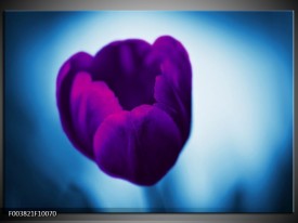 Foto canvas schilderij Tulp | Paars, Blauw, Wit