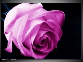 Foto canvas schilderij Roos | Roze, Wit, Zwart