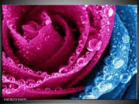 Glas schilderij Roos | Roze, Blauw