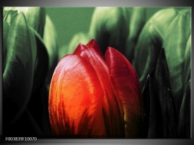 Glas schilderij Tulp | Rood, Groen, Zwart