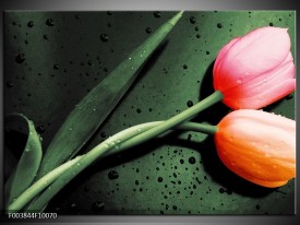 Glas schilderij Tulp | Groen, Rood, Zwart