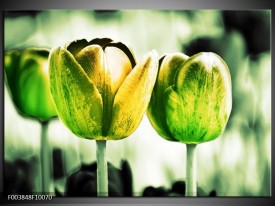 Glas schilderij Tulp | Geel, Groen, Wit