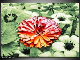 Foto canvas schilderij Bloem | Rood, Groen, Wit