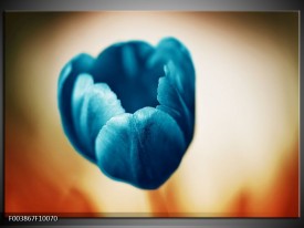 Foto canvas schilderij Tulp | Blauw, Oranje, Bruin