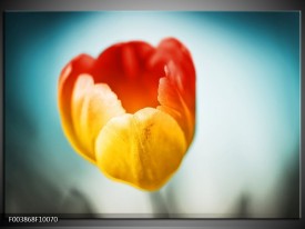 Foto canvas schilderij Tulp | Oranje, Rood, Blauw