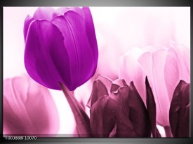Glas schilderij Tulp | Paars, Wit, Zwart