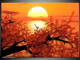 Foto canvas schilderij Natuur | Oranje, Geel, Zwart