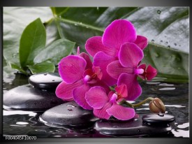 Glas schilderij Orchidee | Groen, Paars, Zwart