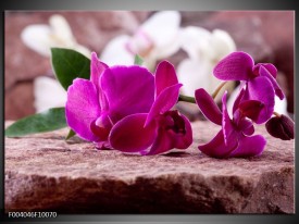 Foto canvas schilderij Orchidee | Groen, Paars, Zwart