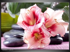 Foto canvas schilderij Bloem | Roze, Wit, Groen