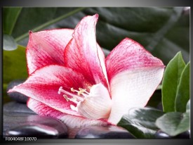 Foto canvas schilderij Bloem | Roze, Wit, Groen