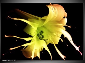 Foto canvas schilderij Bloem | Zwart, Geel, Groen